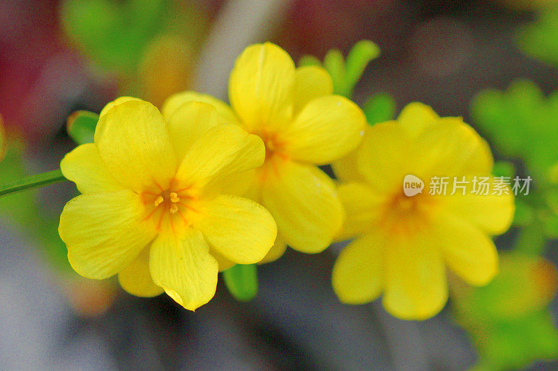 迎春花/迎春花/茉莉